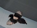 Messenger_creation_26758CA8-7CE6-47D0-A698-50B122EF2BD2